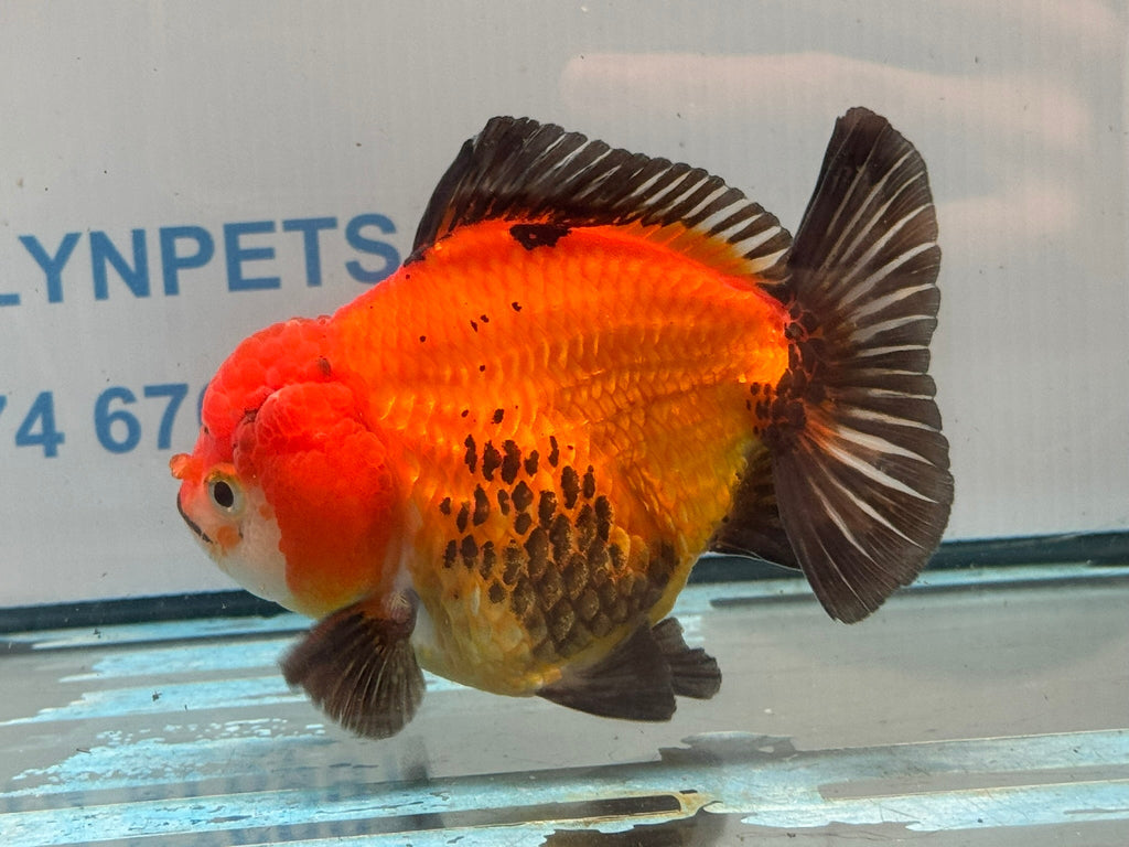 Oranda Short Tail 12cm OR3 (Fish in photo) - Newlyn-pets - Newlyn-pets - 