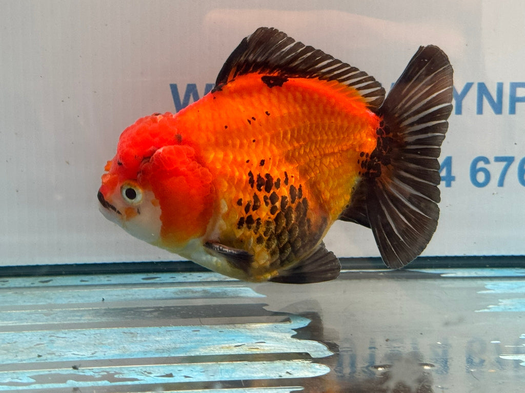 Oranda Short Tail 12cm OR3 (Fish in photo) - Newlyn-pets - Newlyn-pets - 
