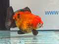 Oranda Short Tail 12cm OR3 (Fish in photo) - Newlyn-pets - Newlyn-pets - 