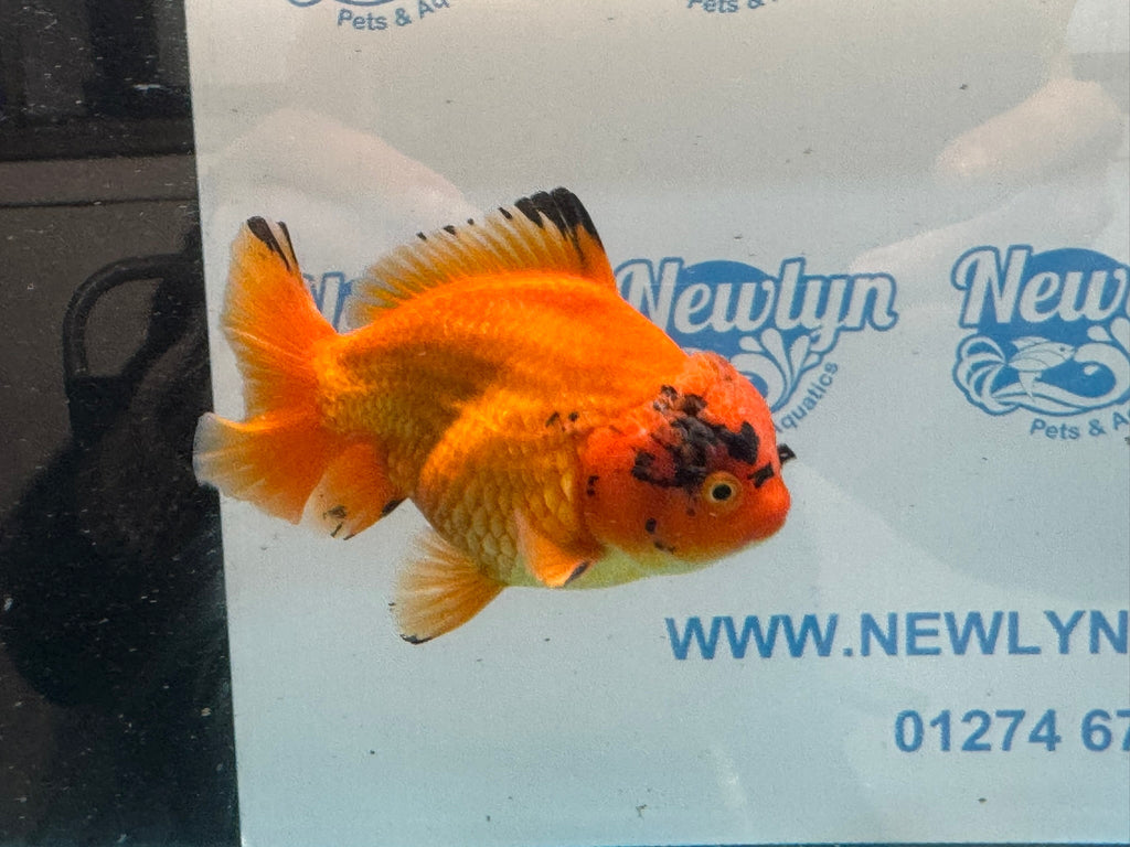 Oranda Short Tail 13-14cm OR4 (Fish in photo) - Newlyn-pets - Newlyn-pets - 