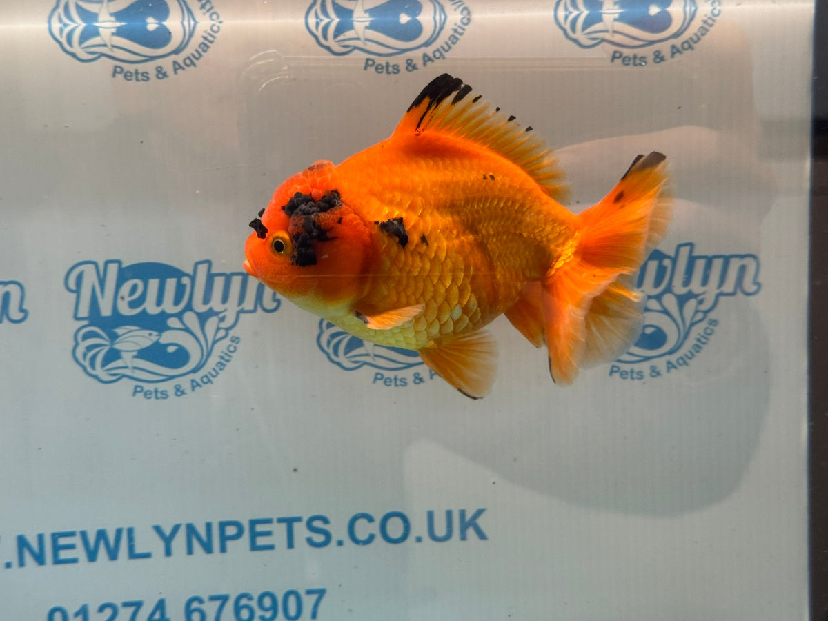 Oranda Short Tail 13-14cm OR4 (Fish in photo) - Newlyn-pets - Newlyn-pets - 