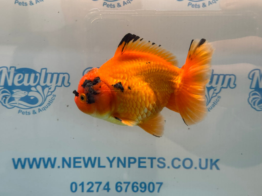 Oranda Short Tail 13-14cm OR4 (Fish in photo) - Newlyn-pets - Newlyn-pets - 