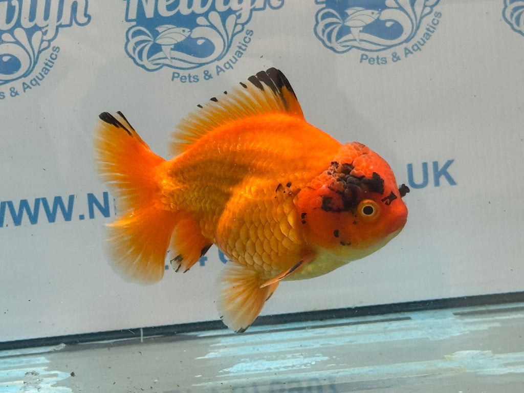 Oranda Short Tail 13-14cm OR4 (Fish in photo) - Newlyn-pets - Newlyn-pets - 