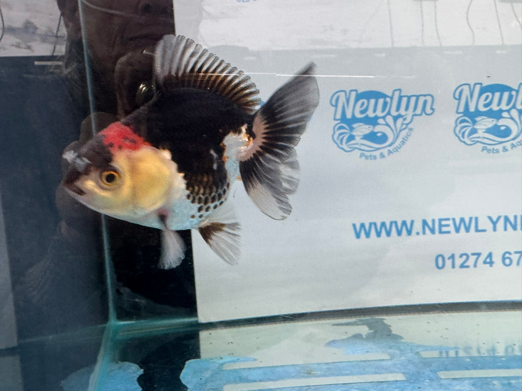 Oranda Short Tail 9-10cm 2 Chinese Fancy Goldfish (Fish in photo) - Newlyn-pets - Newlyn-pets - 
