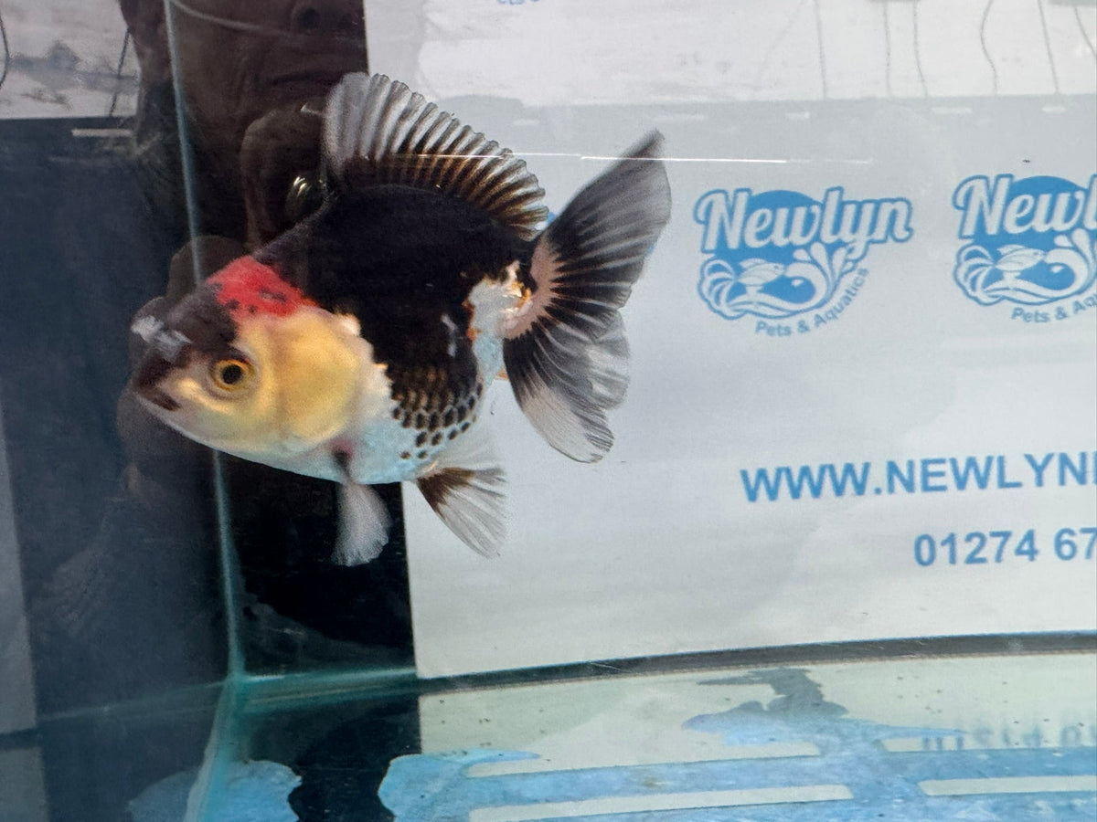 Oranda Short Tail 9-10cm 2 Chinese Fancy Goldfish (Fish in photo) - Newlyn-pets - Newlyn-pets - 