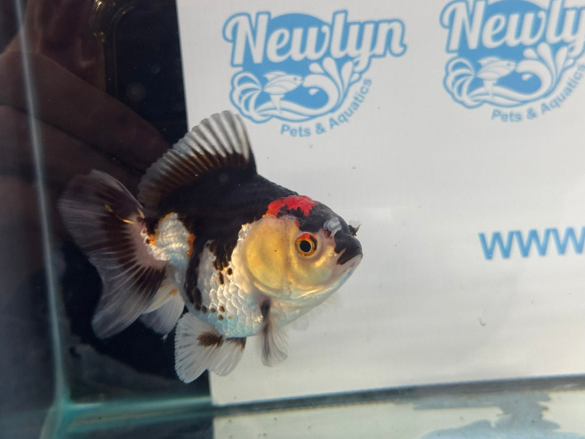 Oranda Short Tail 9-10cm 2 Chinese Fancy Goldfish (Fish in photo) - Newlyn-pets - Newlyn-pets - 