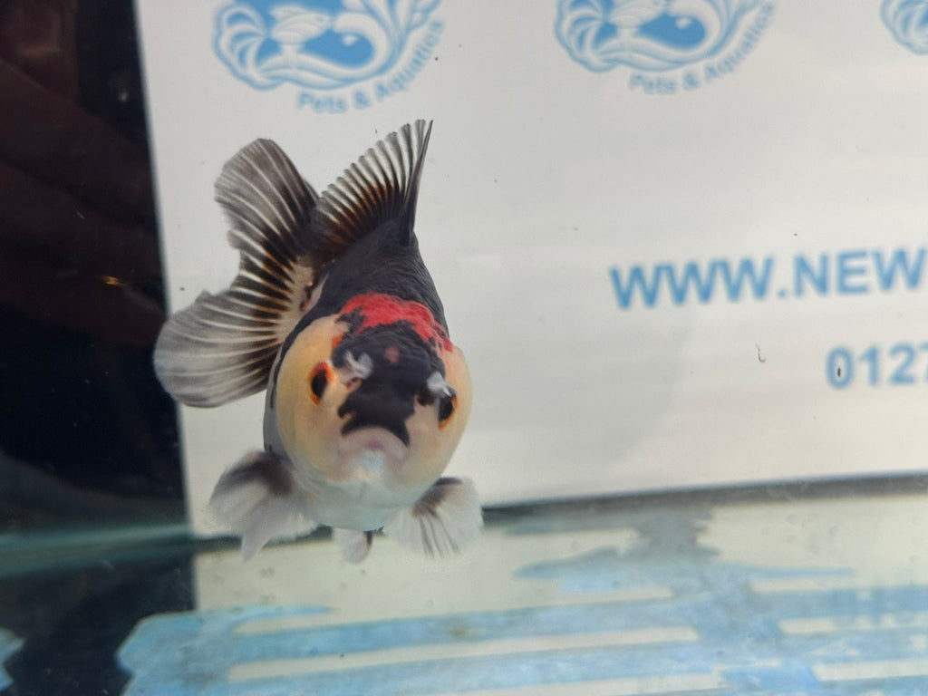 Oranda Short Tail 9-10cm 2 Chinese Fancy Goldfish (Fish in photo) - Newlyn-pets - Newlyn-pets - 