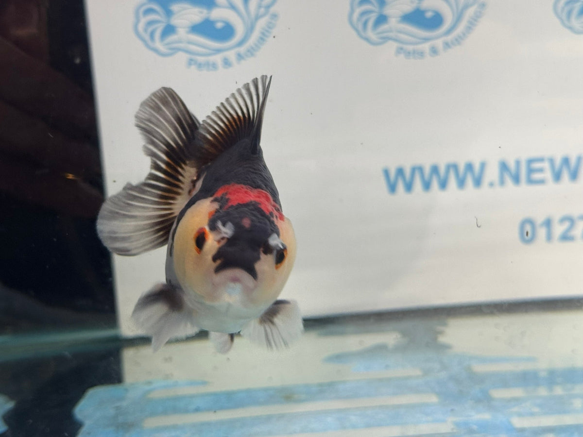 Oranda Short Tail 9-10cm 2 Chinese Fancy Goldfish (Fish in photo) - Newlyn-pets - Newlyn-pets - 