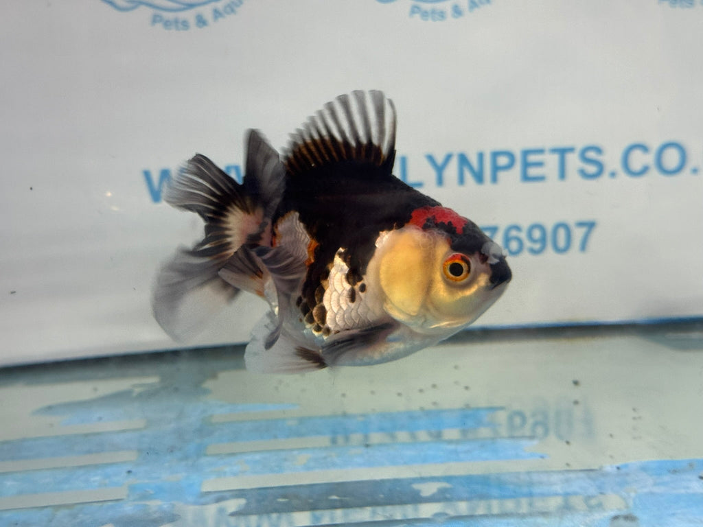 Oranda Short Tail 9-10cm 2 Chinese Fancy Goldfish (Fish in photo) - Newlyn-pets - Newlyn-pets - 