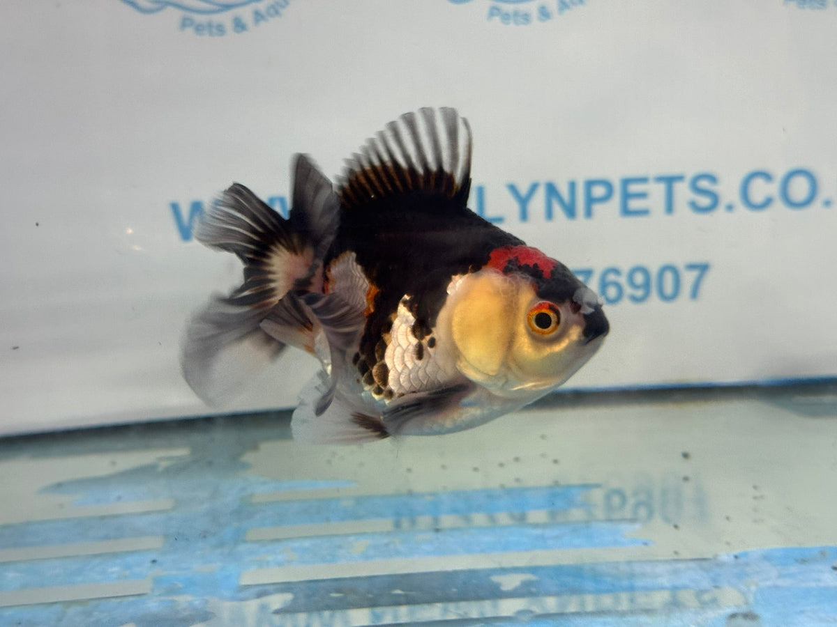 Oranda Short Tail 9-10cm 2 Chinese Fancy Goldfish (Fish in photo) - Newlyn-pets - Newlyn-pets - 