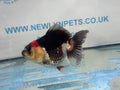 Oranda Short Tail 9-10cm 2 Chinese Fancy Goldfish (Fish in photo) - Newlyn-pets - Newlyn-pets - 