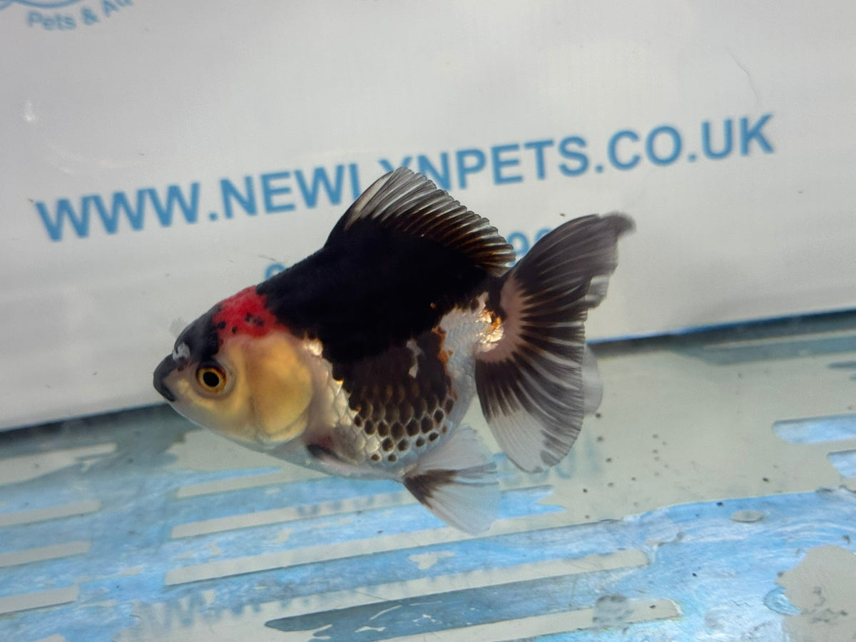 Oranda Short Tail 9-10cm 2 Chinese Fancy Goldfish (Fish in photo) - Newlyn-pets - Newlyn-pets - 