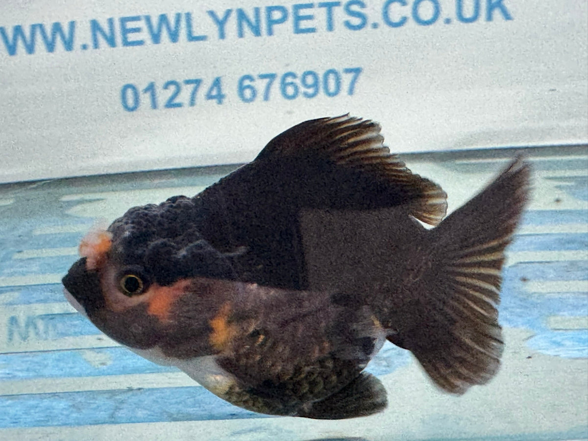 Oranda Short Tail 9-10cm 3 Chinese Fancy Goldfish (Fish in photo) - Newlyn-pets - Newlyn-pets - 