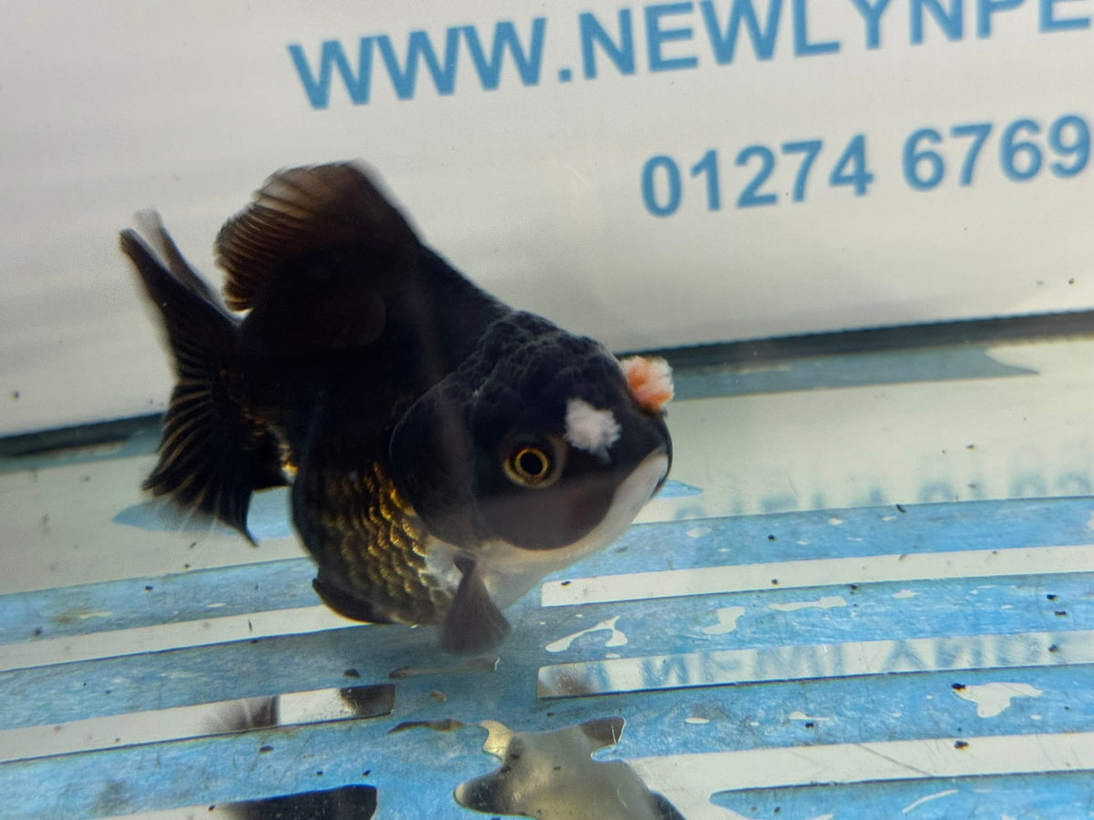 Oranda Short Tail 9-10cm 3 Chinese Fancy Goldfish (Fish in photo) - Newlyn-pets - Newlyn-pets - 