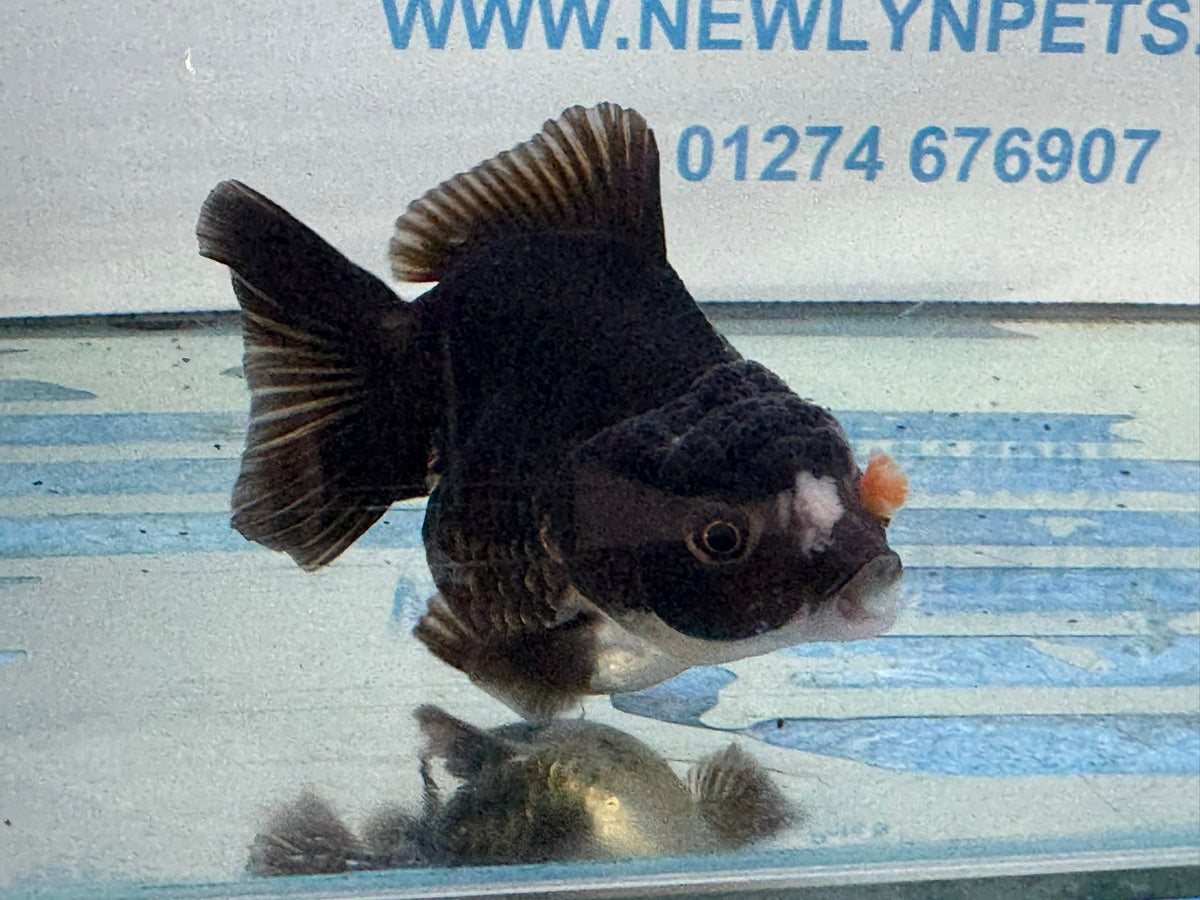 Oranda Short Tail 9-10cm 3 Chinese Fancy Goldfish (Fish in photo) - Newlyn-pets - Newlyn-pets - 