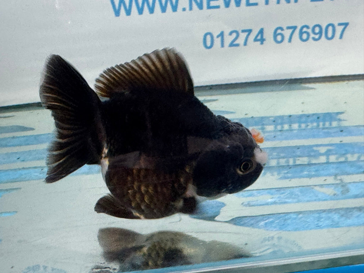 Oranda Short Tail 9-10cm 3 Chinese Fancy Goldfish (Fish in photo) - Newlyn-pets - Newlyn-pets - 