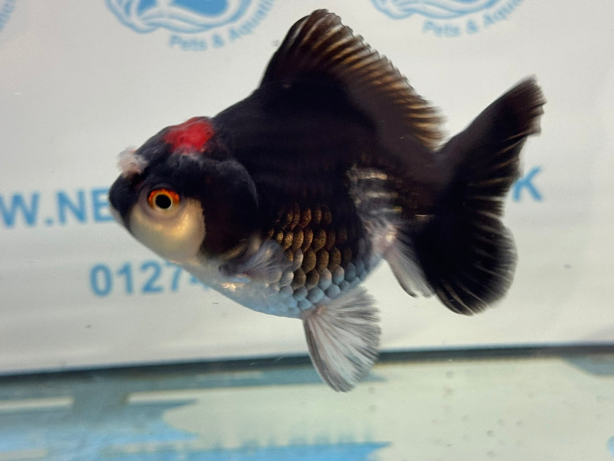 Oranda Short Tail 9-10cm 4 Chinese Fancy Goldfish (Fish in photo) - Newlyn-pets - Newlyn-pets - 