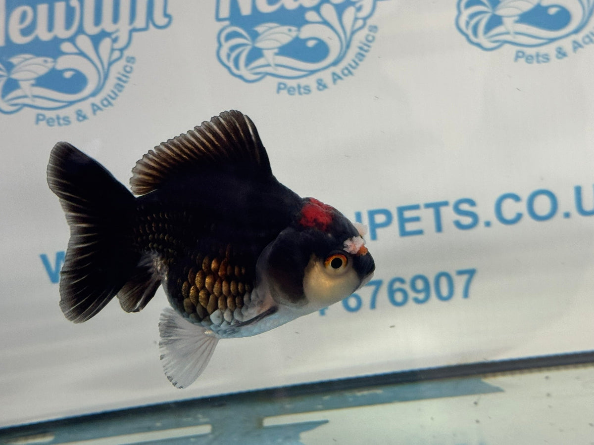 Oranda Short Tail 9-10cm 4 Chinese Fancy Goldfish (Fish in photo) - Newlyn-pets - Newlyn-pets - 
