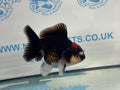 Oranda Short Tail 9-10cm 4 Chinese Fancy Goldfish (Fish in photo) - Newlyn-pets - Newlyn-pets - 