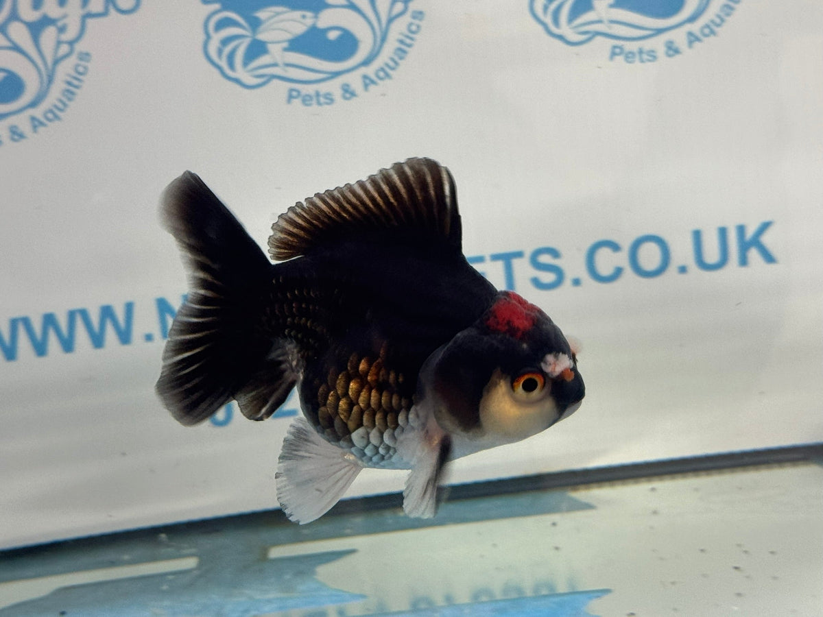 Oranda Short Tail 9-10cm 4 Chinese Fancy Goldfish (Fish in photo) - Newlyn-pets - Newlyn-pets - 