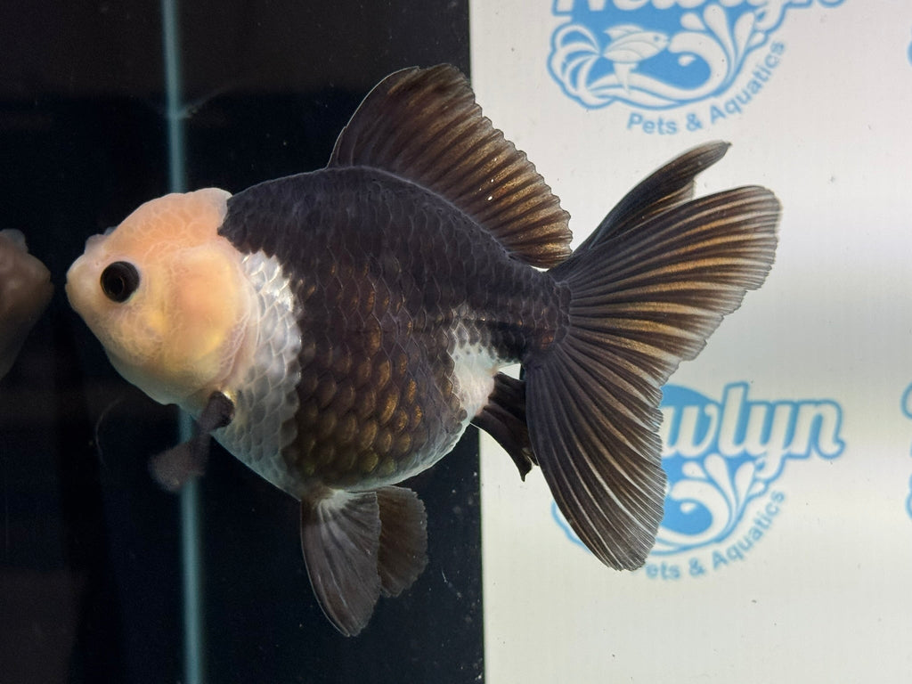 Panda Oranda 12 - 13cm - Newlyn - pets - Newlyn - pets - 