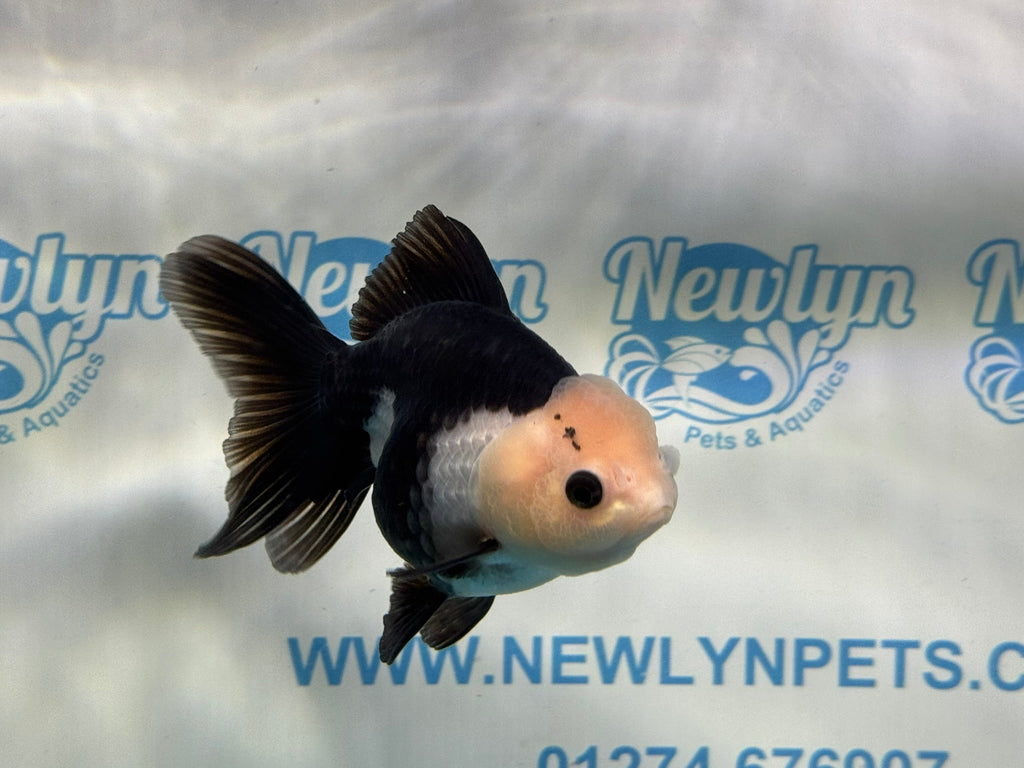 Panda Oranda 12 - 13cm - Newlyn - pets - Newlyn - pets - 