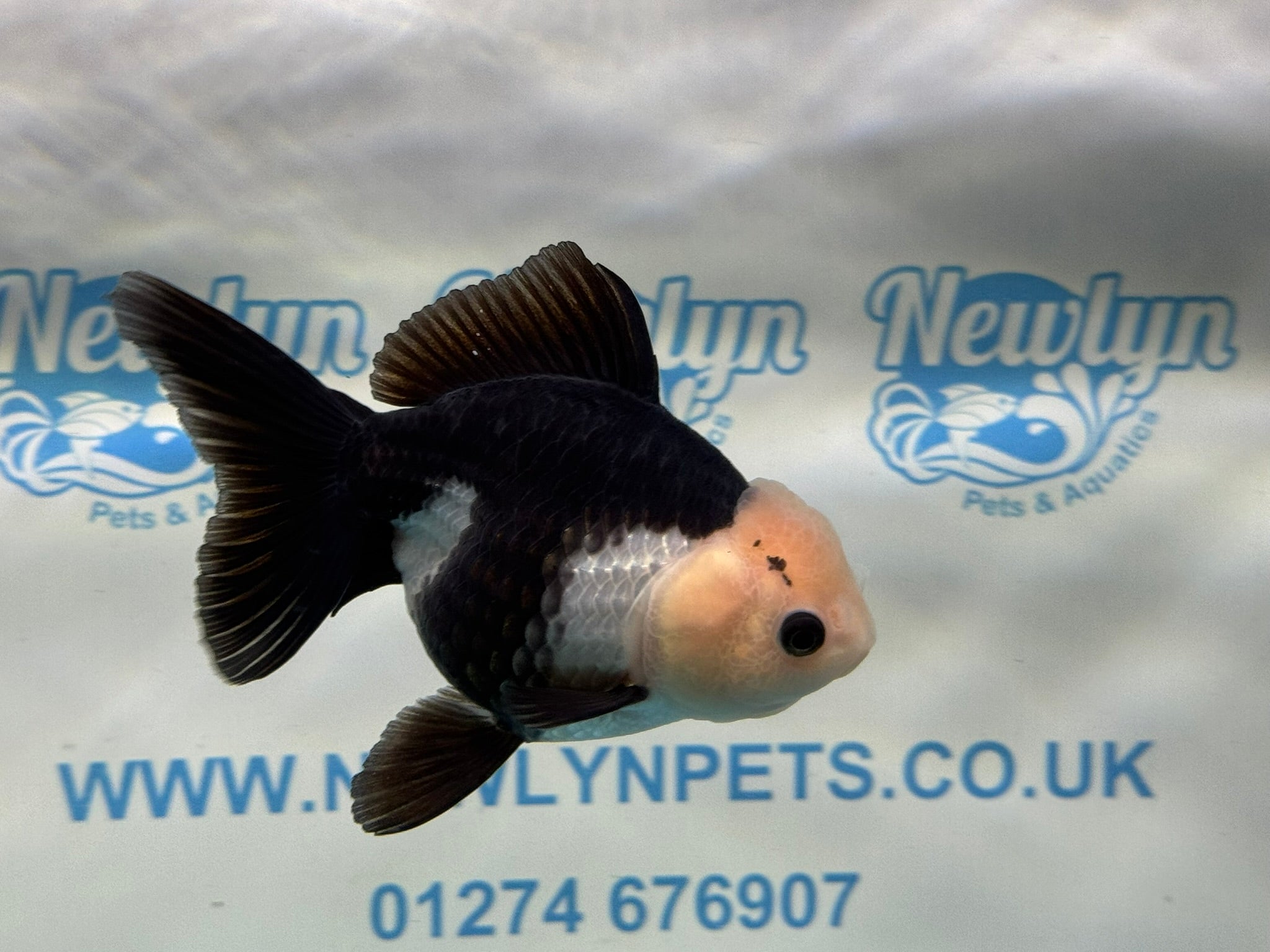 Panda Oranda 12 - 13cm - Newlyn - pets - Newlyn - pets - 