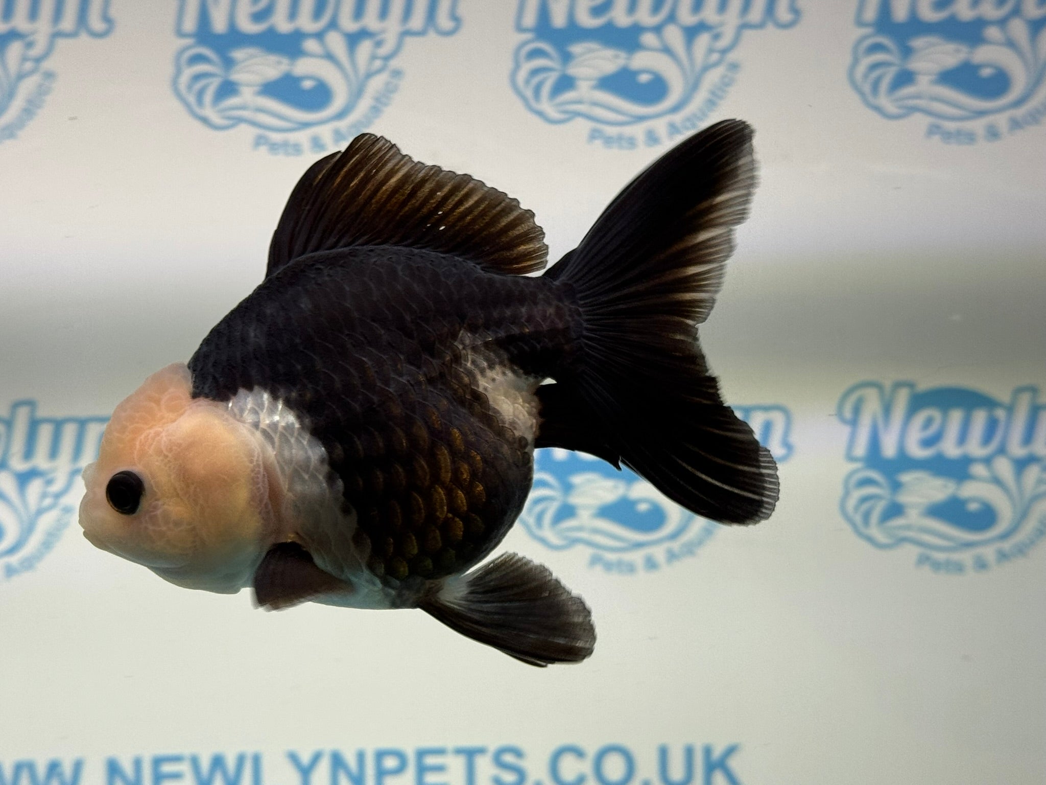 Panda Oranda 12 - 13cm - Newlyn - pets - Newlyn - pets - 