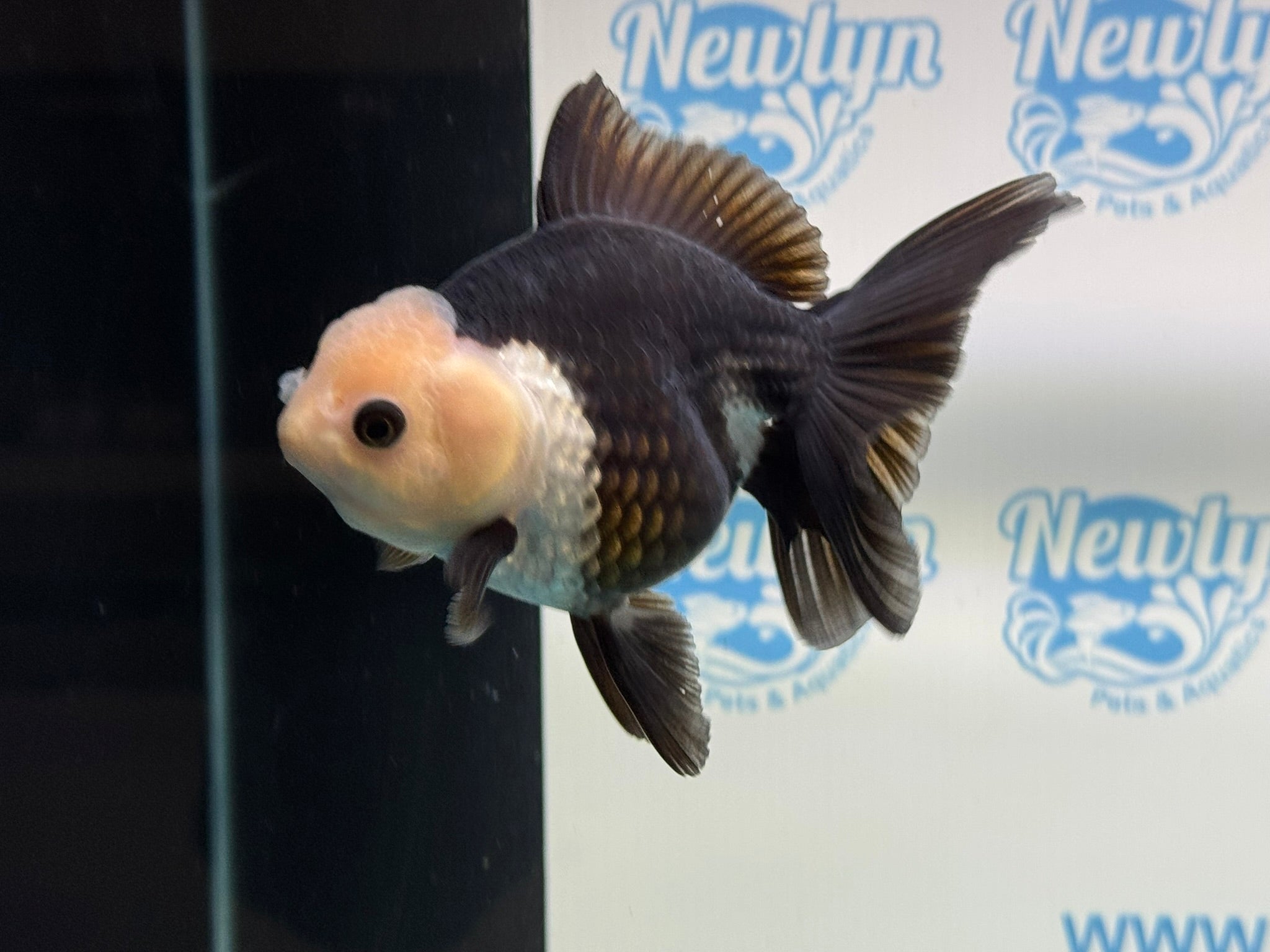 Panda Oranda 12 - 13cm - Newlyn - pets - Newlyn - pets - 
