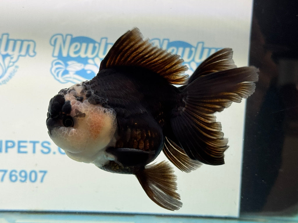 Panda Oranda 12 - 13cm PO1 - Newlyn - pets - Newlyn - pets - 