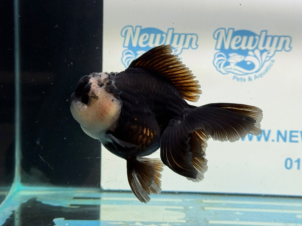 Panda Oranda 12 - 13cm PO1 - Newlyn - pets - Newlyn - pets - 