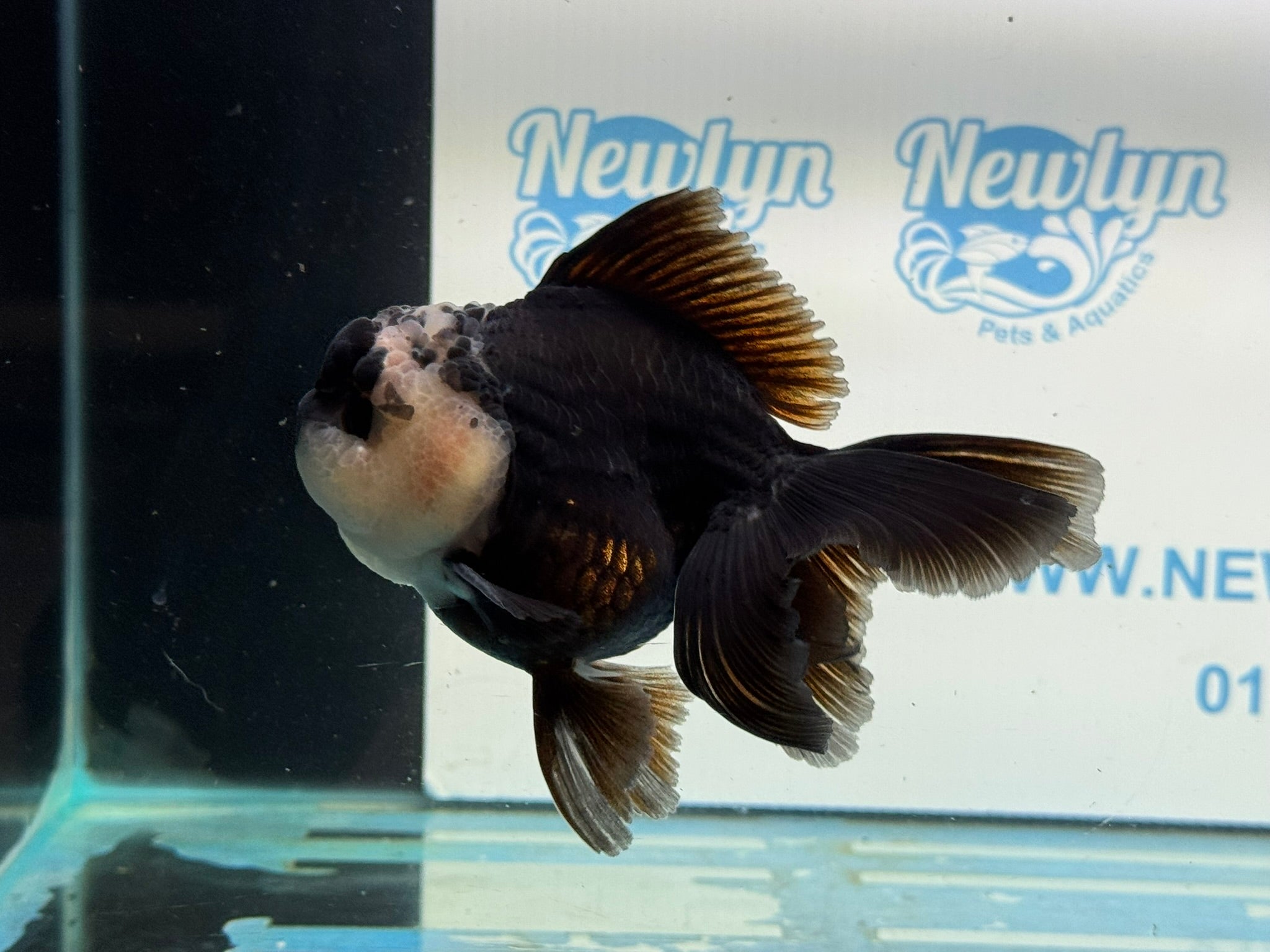Panda Oranda 12 - 13cm PO1 - Newlyn - pets - Newlyn - pets - 