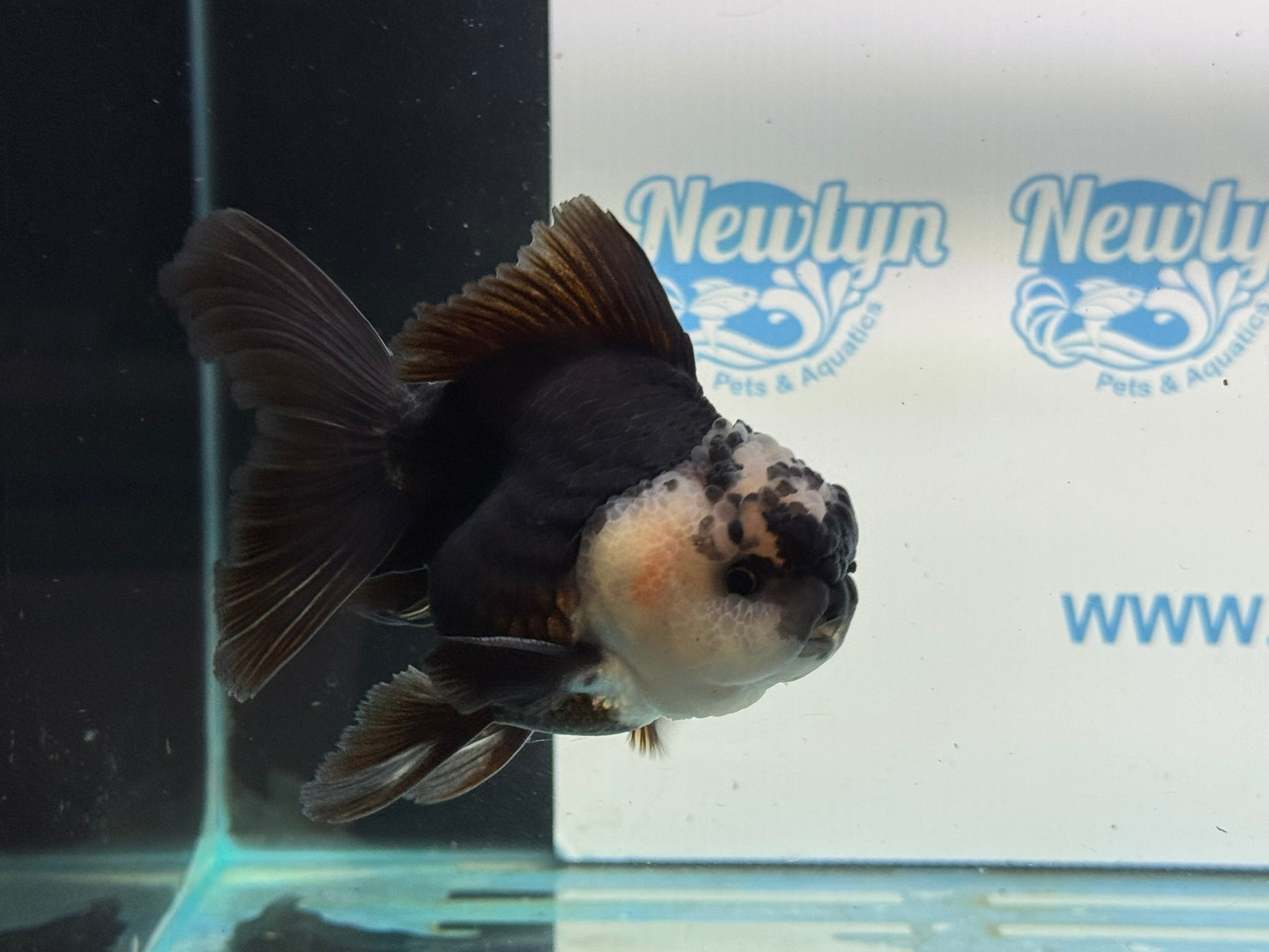 Panda Oranda 12 - 13cm PO1 - Newlyn - pets - Newlyn - pets - 