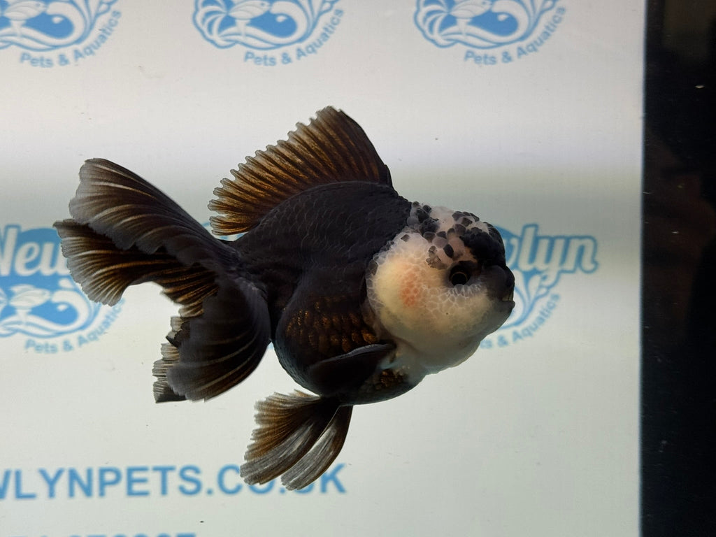 Panda Oranda 12 - 13cm PO1 - Newlyn - pets - Newlyn - pets - 