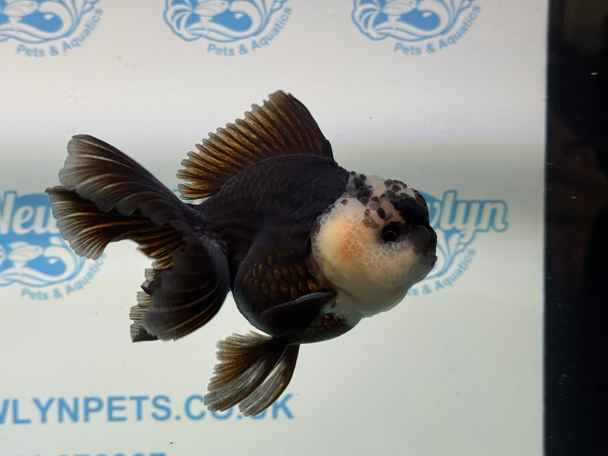Panda Oranda 12 - 13cm PO1 - Newlyn - pets - Newlyn - pets - 