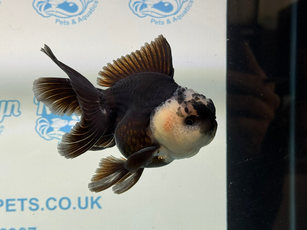 Panda Oranda 12 - 13cm PO1 - Newlyn - pets - Newlyn - pets - 