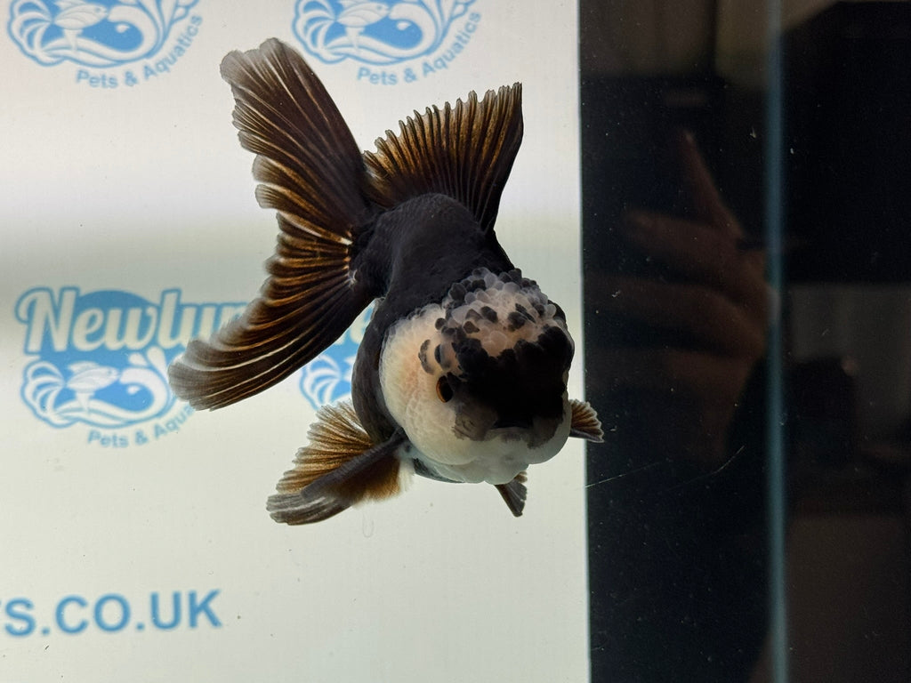 Panda Oranda 12 - 13cm PO1 - Newlyn - pets - Newlyn - pets - 