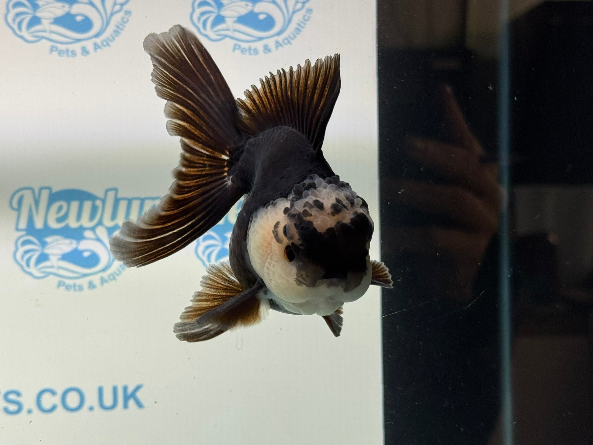 Panda Oranda 12 - 13cm PO1 - Newlyn - pets - Newlyn - pets - 