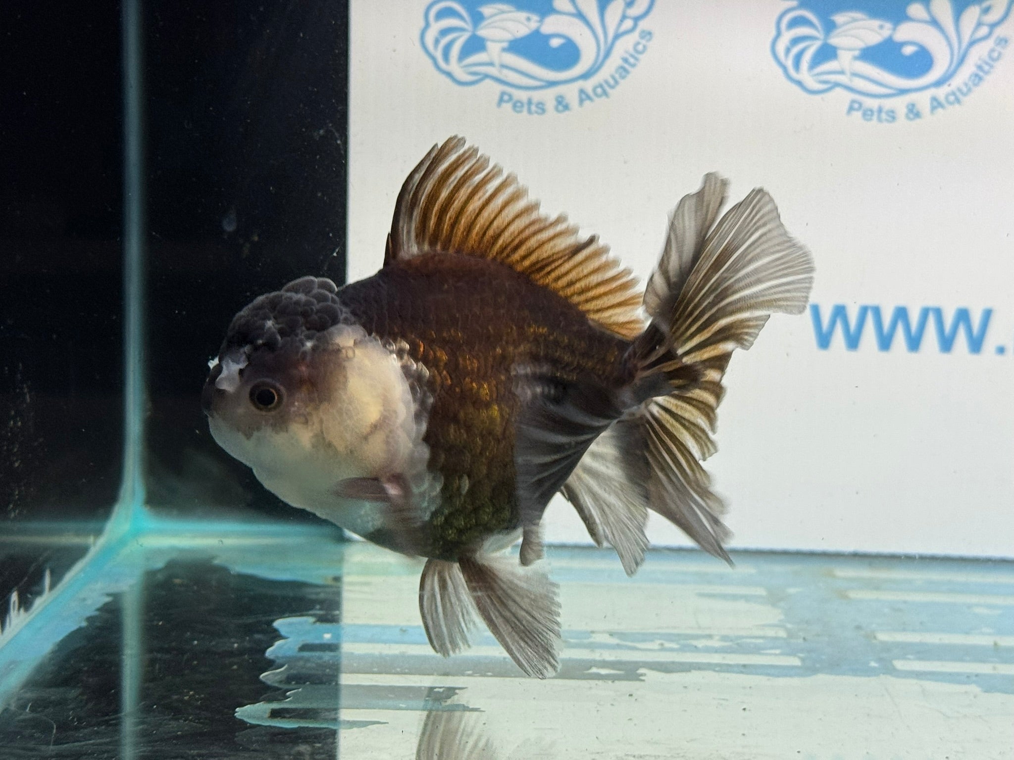 Panda Oranda 12cm - Newlyn - pets - Newlyn - pets - 
