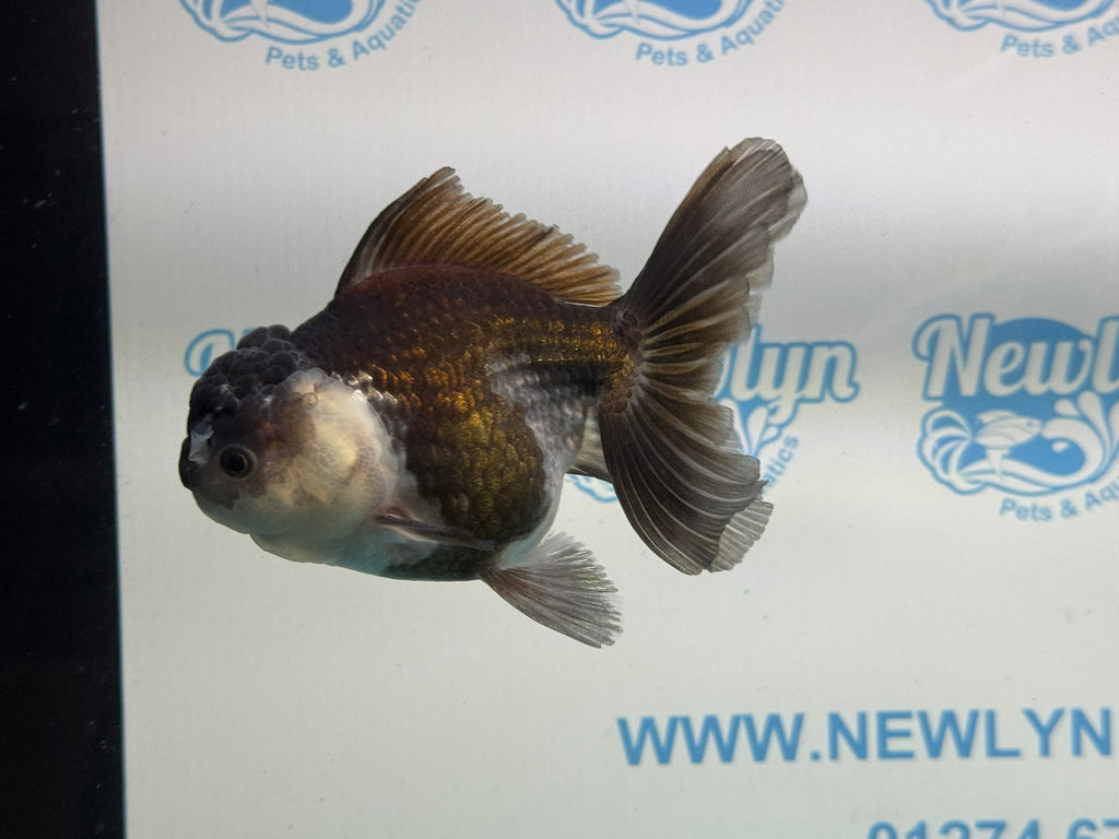 Panda Oranda 12cm - Newlyn - pets - Newlyn - pets - 