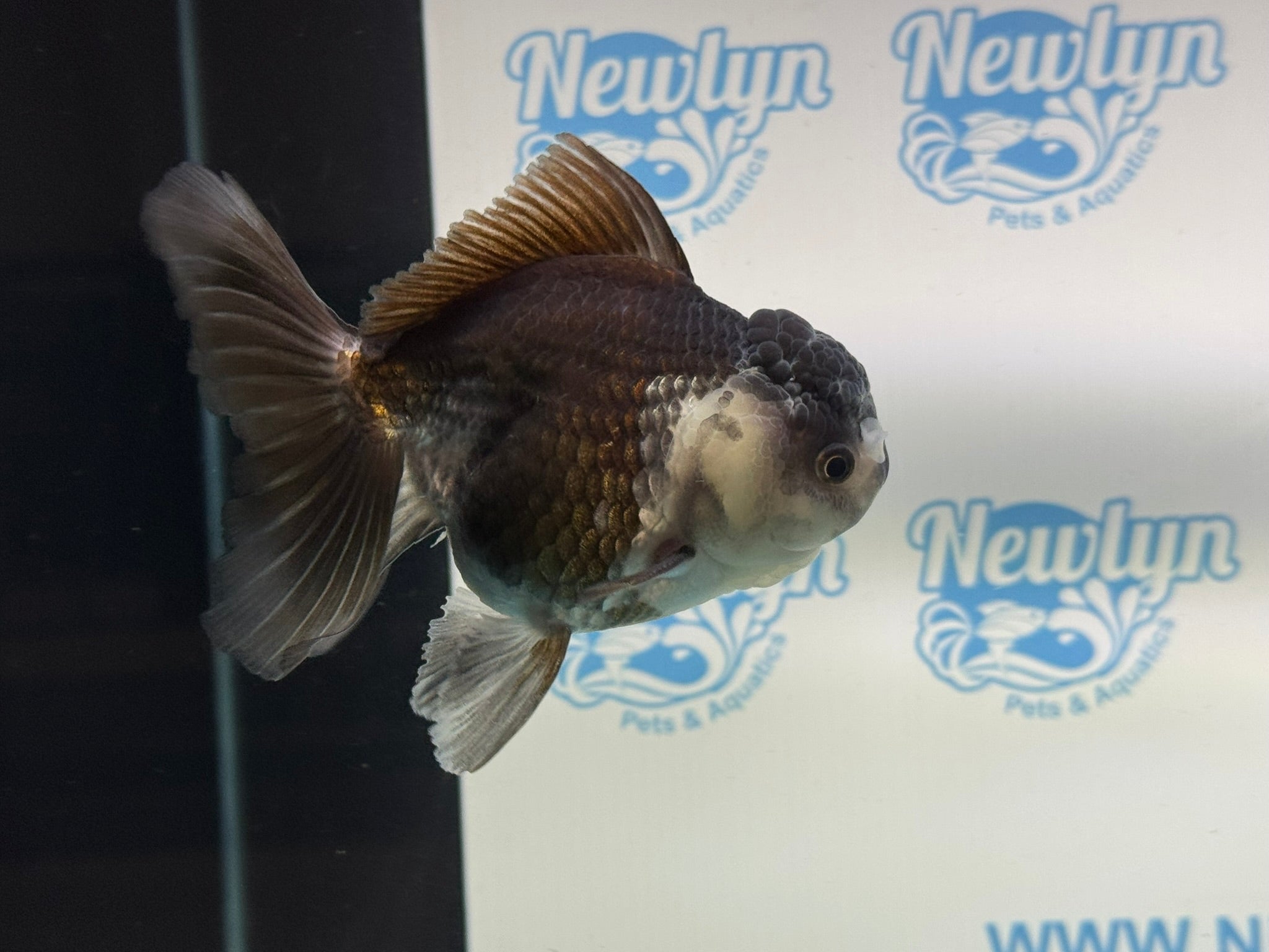 Panda Oranda 12cm - Newlyn - pets - Newlyn - pets - 