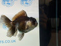 Panda Oranda 12cm - Newlyn - pets - Newlyn - pets - 
