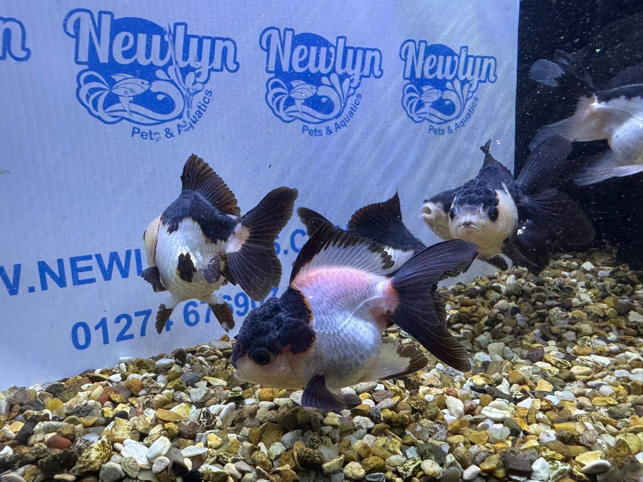 Panda Oranda 8 - 9cm (BF4A - 4B) - Newlyn - pets - Newlyn - pets - 