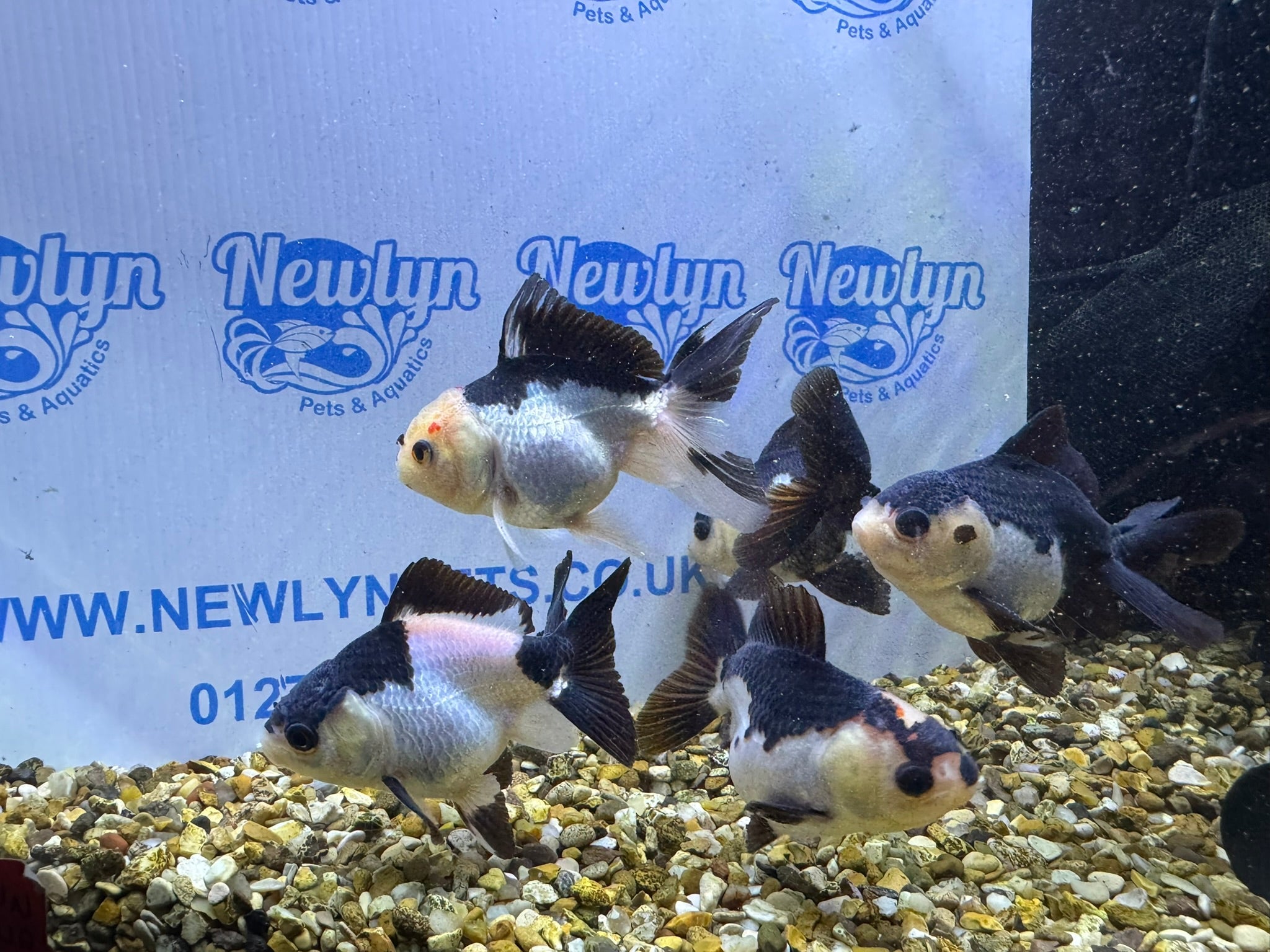 Panda Oranda 8 - 9cm (BF4A - 4B) - Newlyn - pets - Newlyn - pets - 