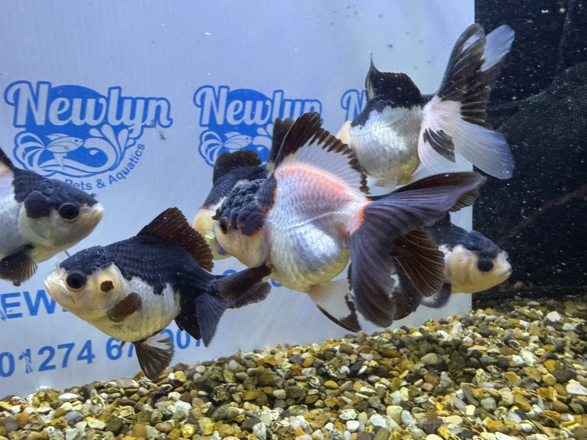 Panda Oranda 8 - 9cm (BF4A - 4B) - Newlyn - pets - Newlyn - pets - 