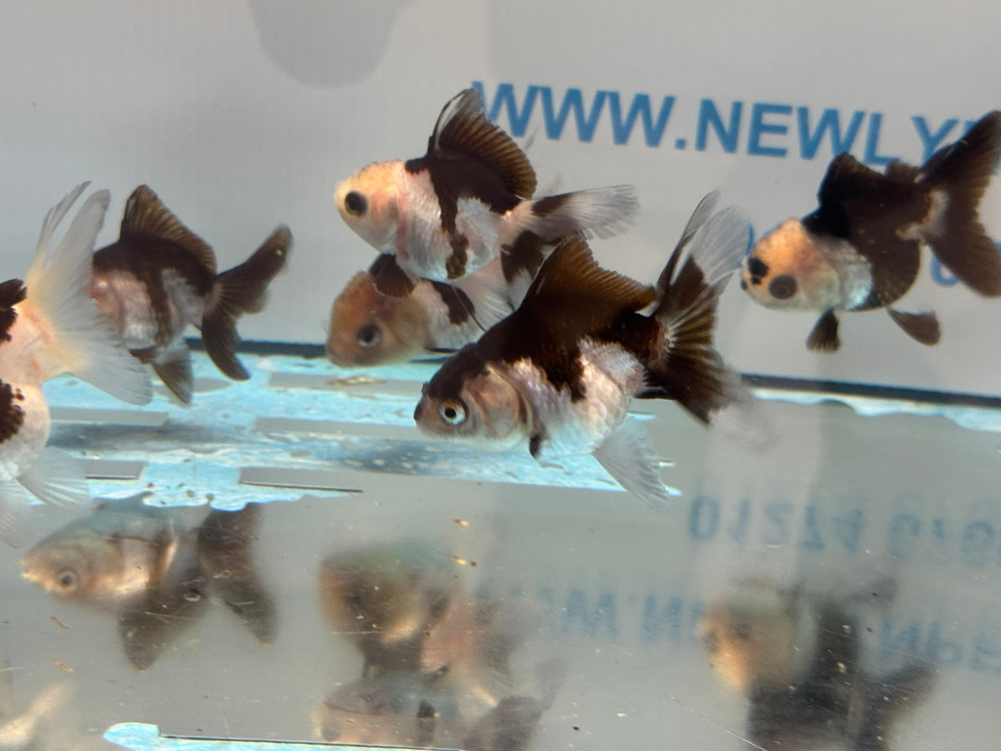 Panda Oranda Fancy Goldfish 6 - 8cm - Newlyn - pets - Newlyn - pets - 