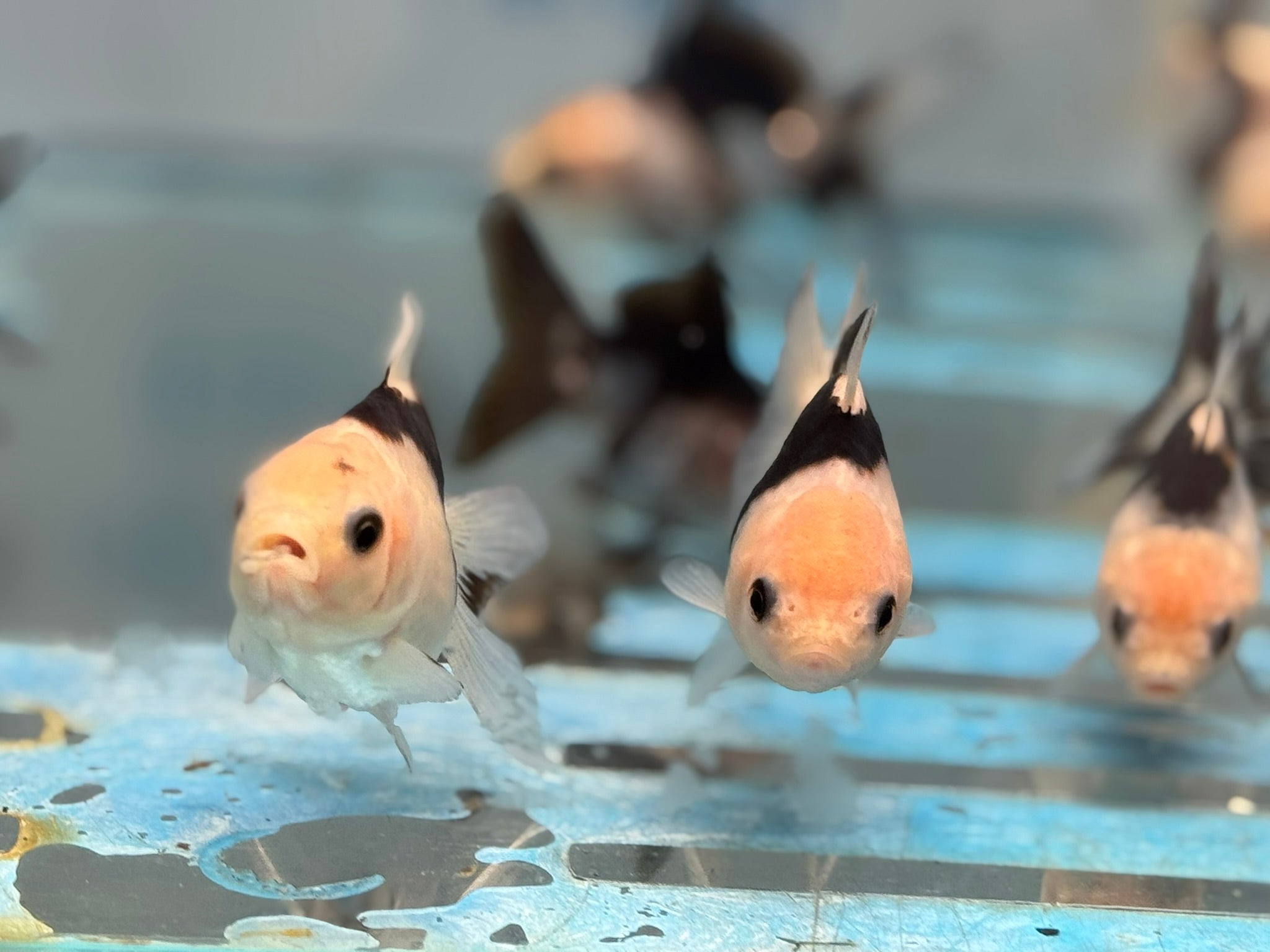 Panda Oranda Fancy Goldfish 6 - 8cm - Newlyn - pets - Newlyn - pets - 