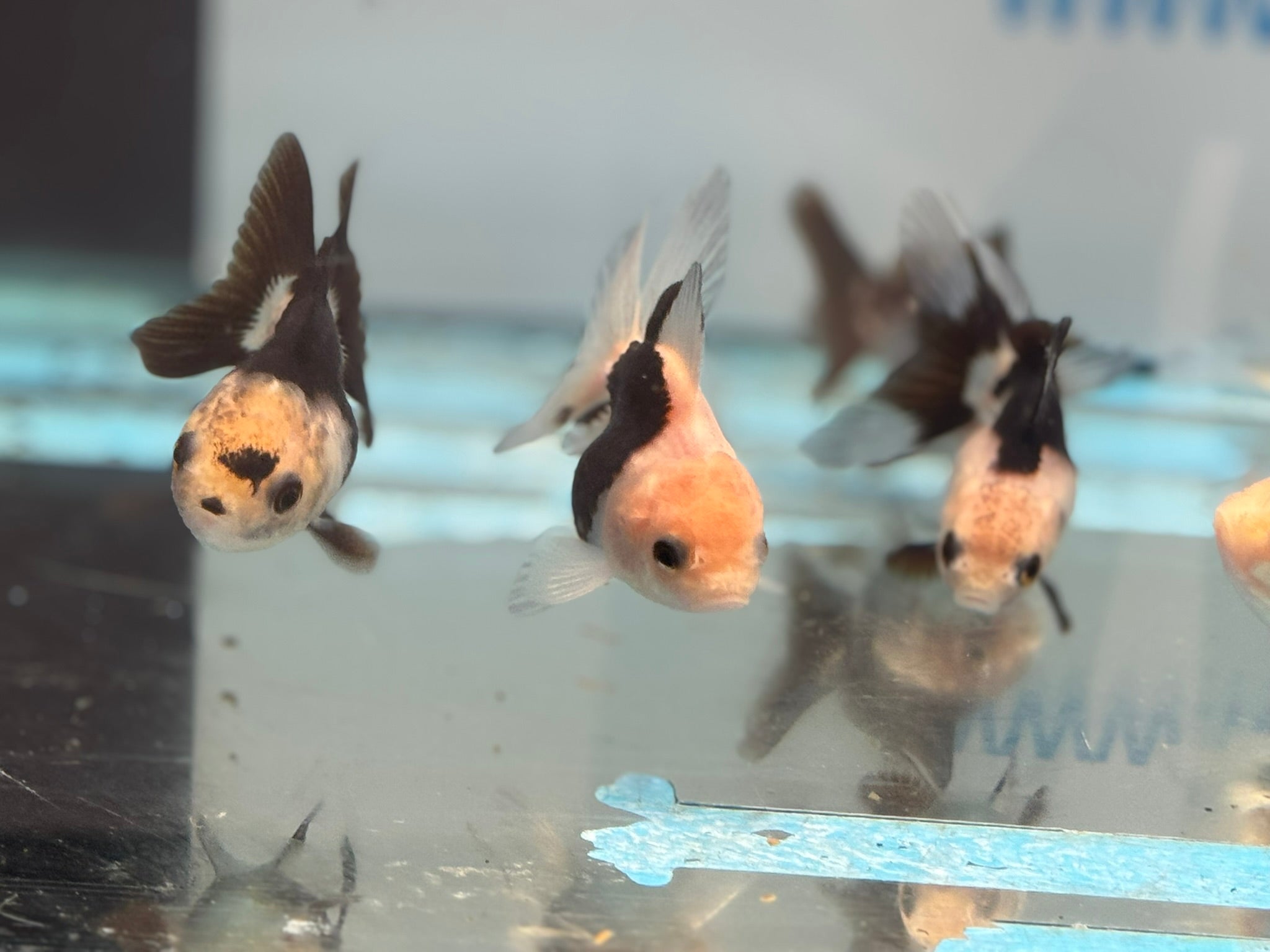 Panda Oranda Fancy Goldfish 6 - 8cm - Newlyn - pets - Newlyn - pets - 