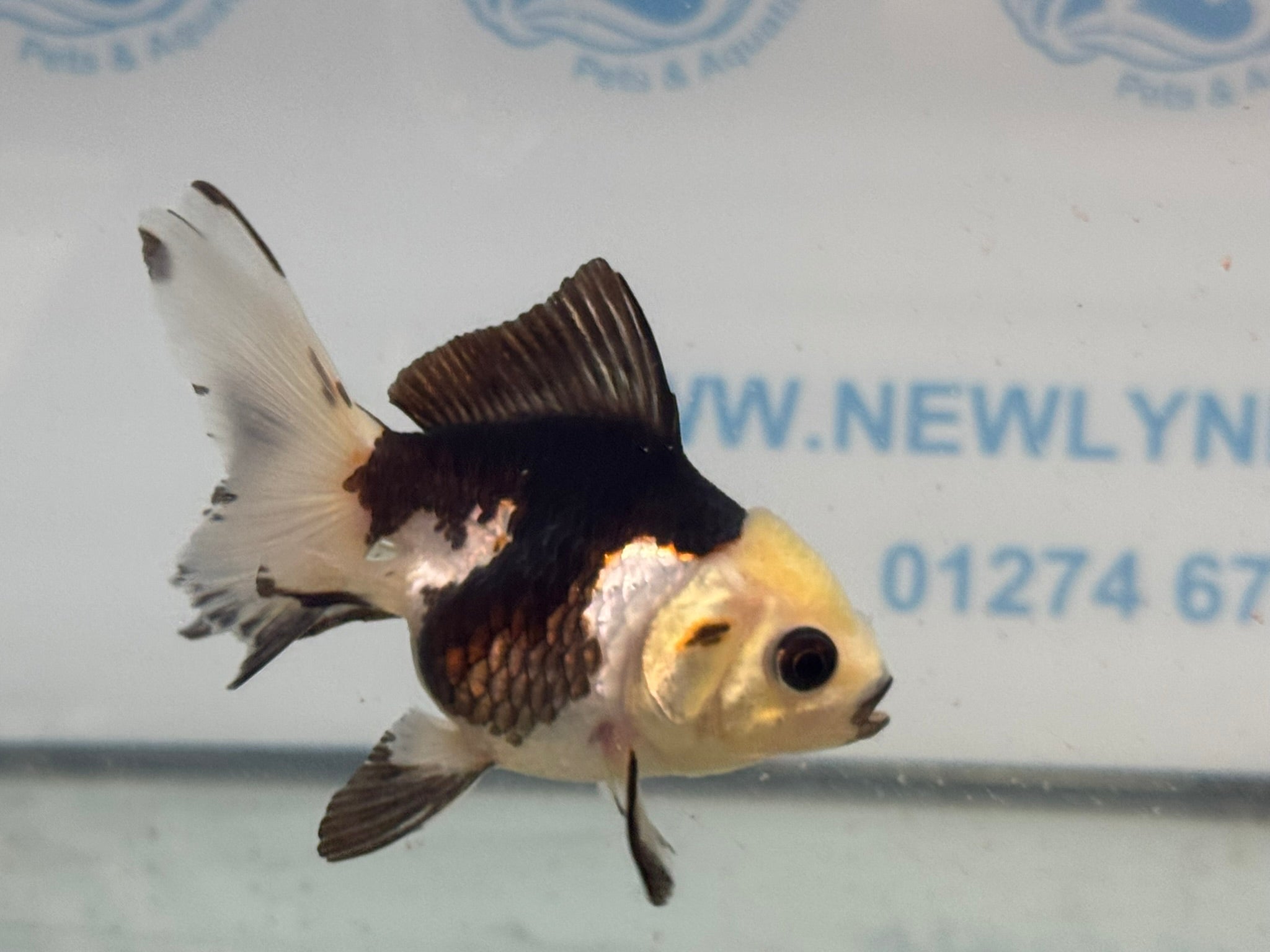 Panda Oranda Fancy Goldfish 8-9cm - Newlyn-pets - Newlyn-pets - 