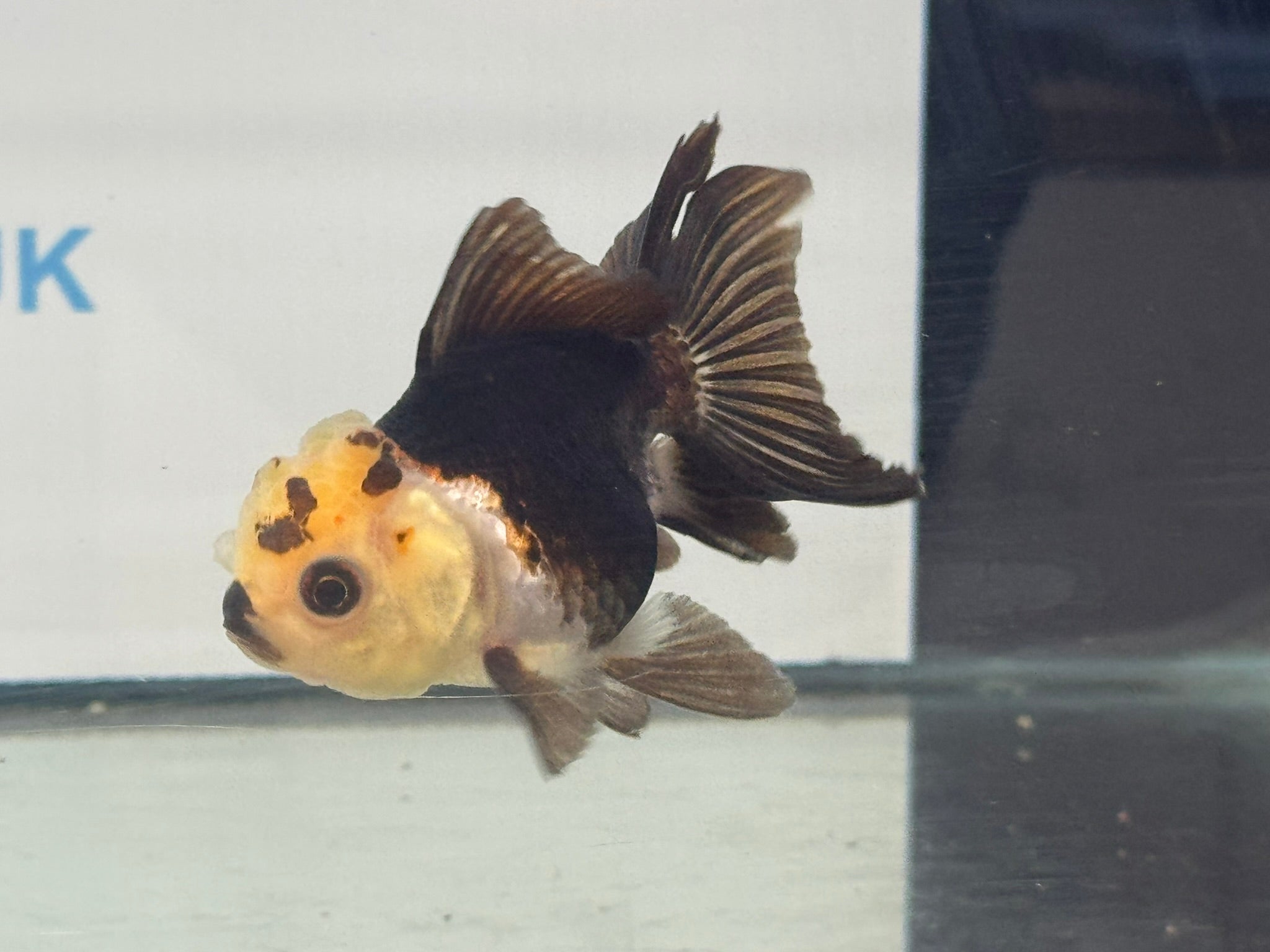 Panda Oranda Fancy Goldfish 8-9cm - Newlyn-pets - Newlyn-pets - 